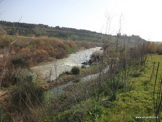 lle del Simeto-24-02-2013 09-17-04